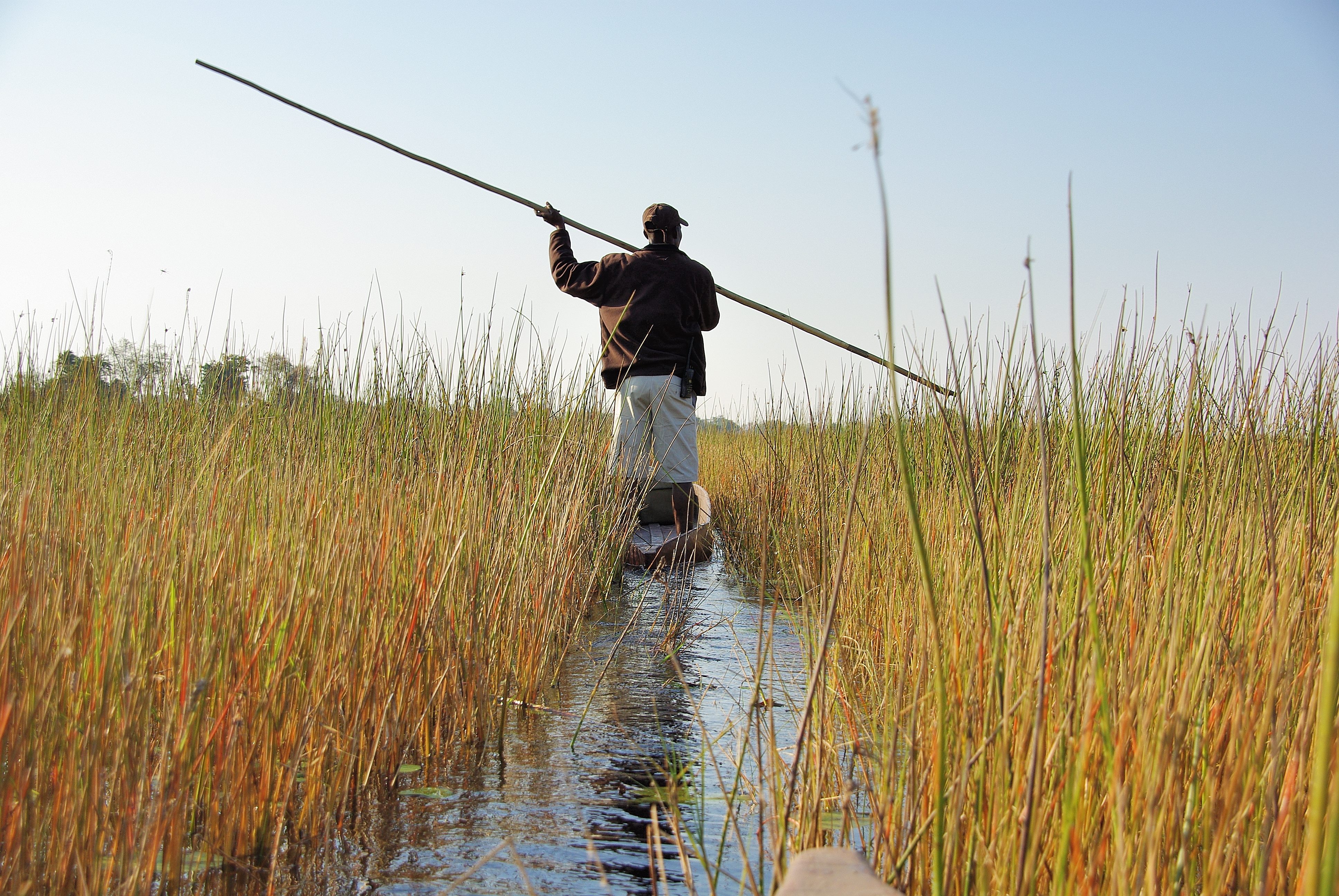 Mokoro et son piroguier traversant un marécage au début du mois d'Aout, Delta de l'Okavango, Botswana.